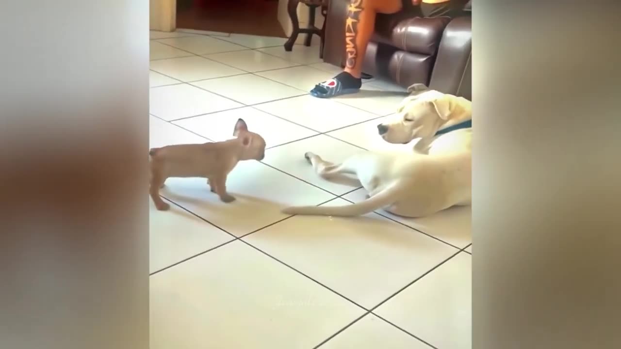 Funniest Cats and Dogs Best Funny Video Compilation