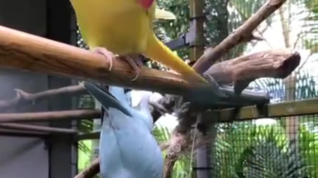 Funny Parrots Video Cute Moment!