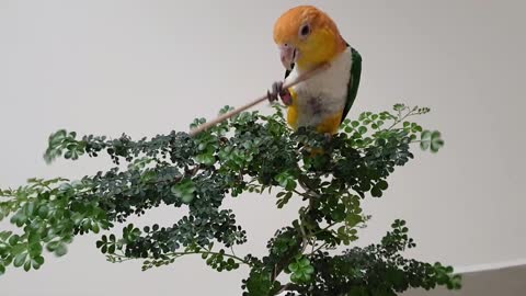 Parrot Practicing Kungfu with Stick