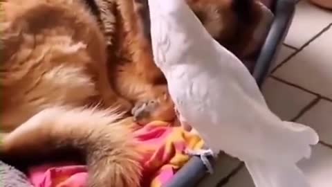 barking cockatoo