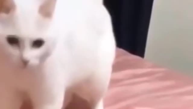 funny animal videos