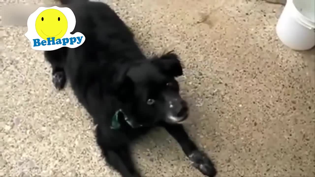 Another awesome dog video.