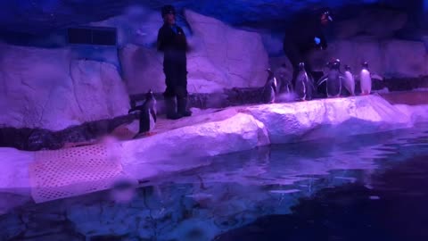 The cute penguin family