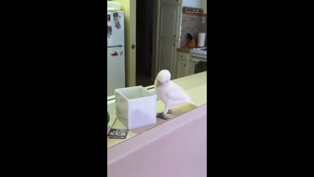 Budgies want to mess up and mess things up