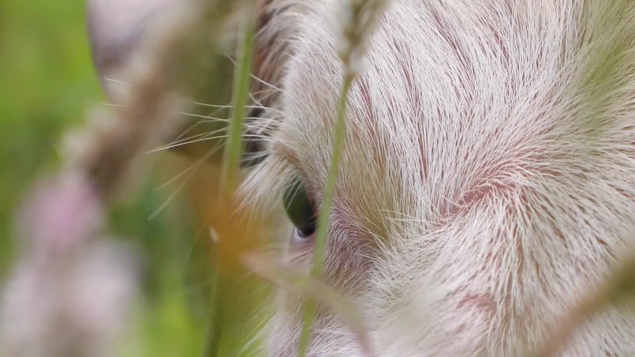 Close up on Cow Eye