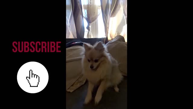 Cute Dog Dancing for reward.