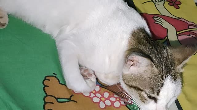 sleeping cat