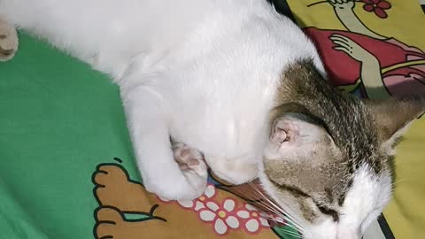 sleeping cat