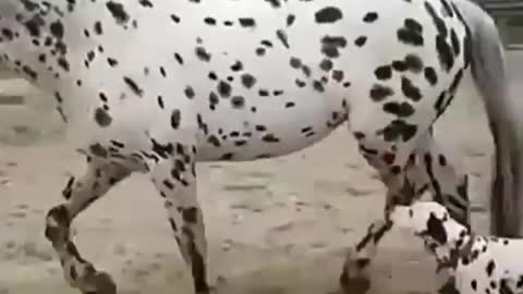 How is this horse and dog the same color?