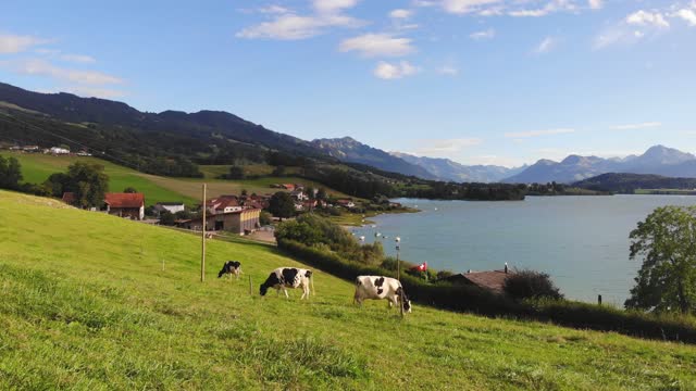 Cows eating grass by the beautiful lake