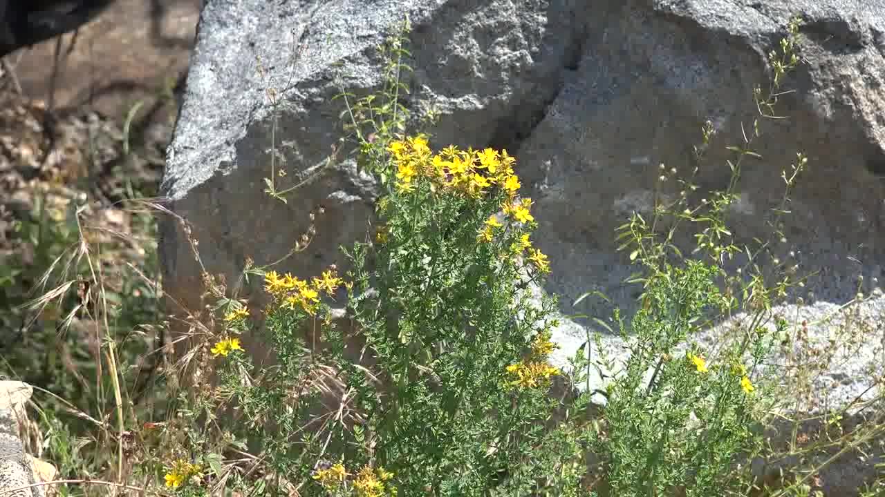 California Yellow Wildflowers And Rocks