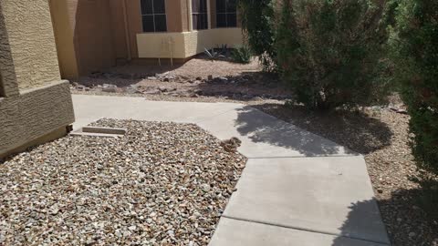 Hissy Bull Snake in Queen Creek Arizona
