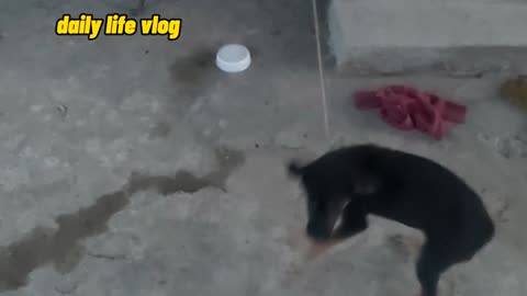 funny dog ​​and baby