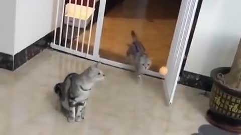 Best Funny Animal Videos 2022 😂 - Funniest Cat to Ball Videos