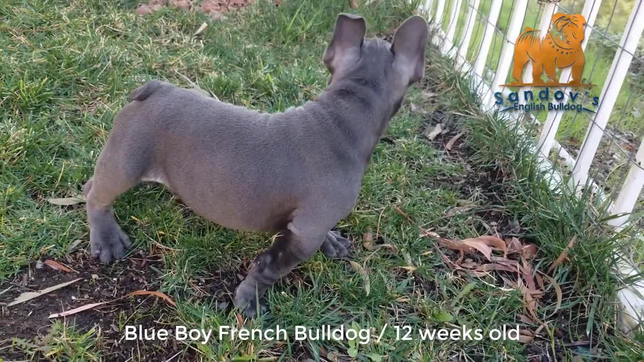 French Bulldog Puppy 12 weeks old