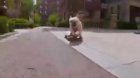 Skatedog 08