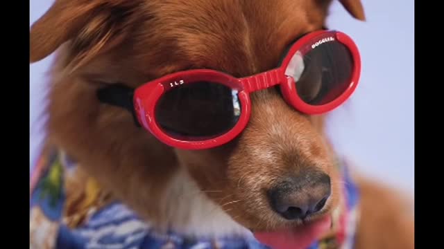 Dog#funny video/“The average dog is nicer than the average person.”