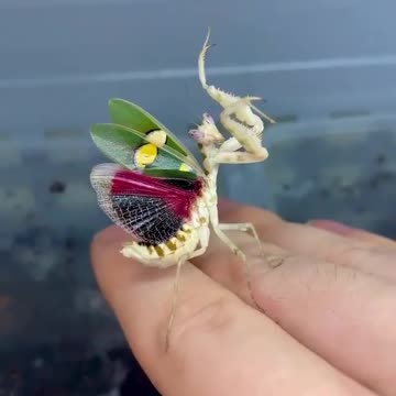 Praying mantises are masters of disguise.