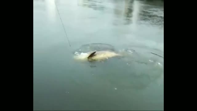 400 lbs GIANT GROUPER CATCHING BY FISHERMAN