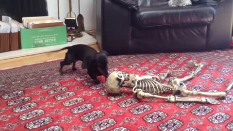 Funny Tik Tok Animal For You Because You Deserve A Laugh