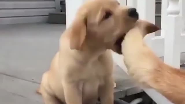 Cute Dog & Baby Cat is enjoy