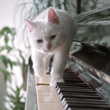 "Charming Cats: A Journey into Feline Playfulness"