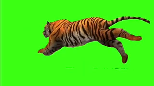 Tiger Best Green Screen Status Shorts