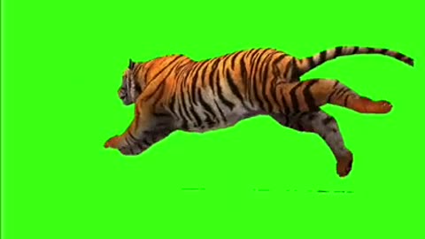 Tiger Best Green Screen Status Shorts