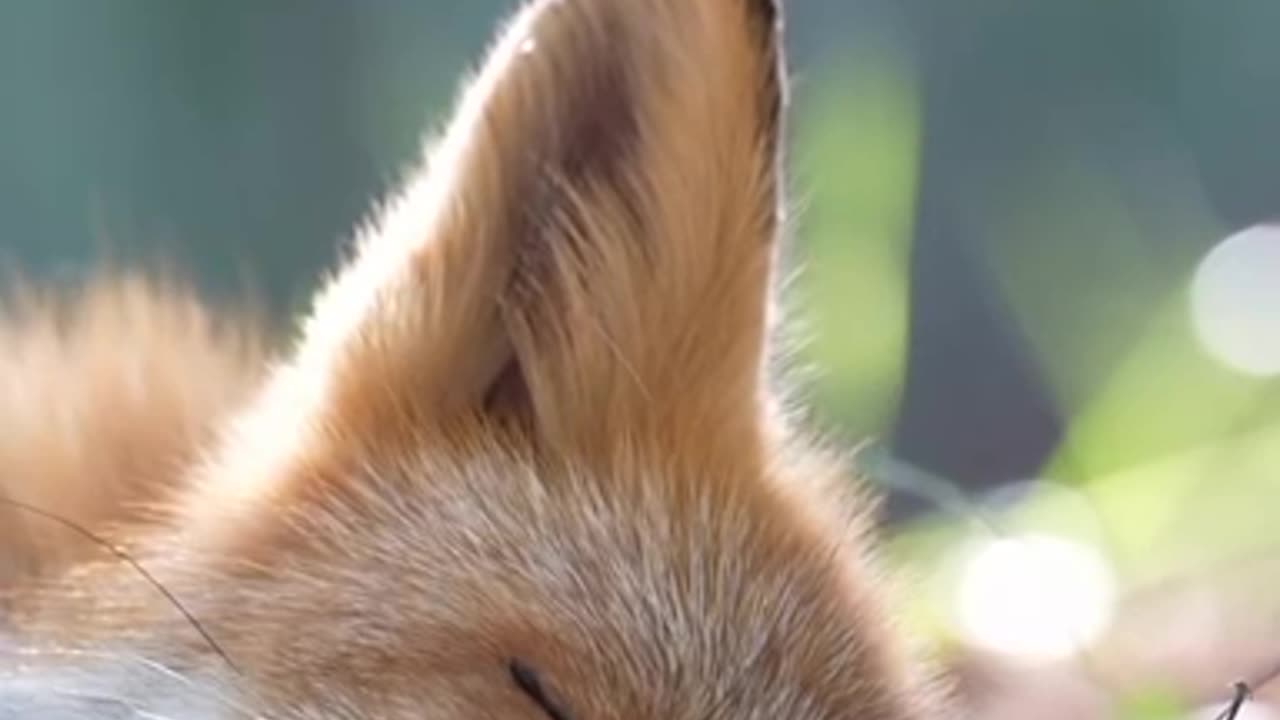 Adorable peacefully sleeping fox