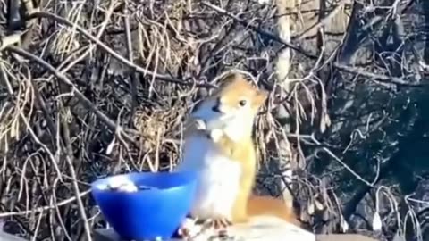 Hungry & Sleepy Squirrel Behaving Like a Toddler—But Still Staying Alert! 🐿️😴🍴🤣