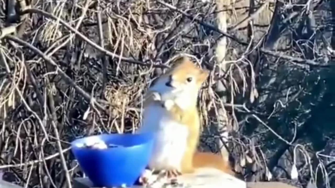 Hungry & Sleepy Squirrel Behaving Like a Toddler—But Still Staying Alert! 🐿️😴🍴🤣