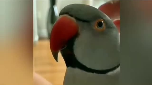 Rumble/Animal lover - best parrot taking at home