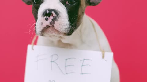 Free kiss for my dog