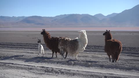 Cute WILD LAMA of the Desert