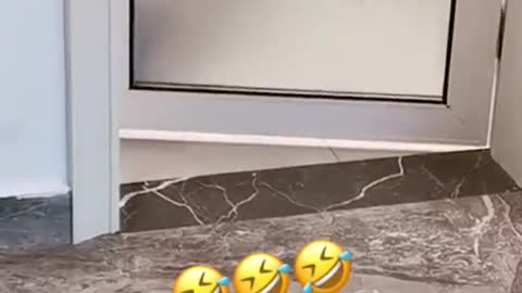 videos comedy