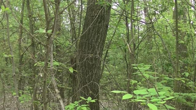 The Tree-Dwelling Jumper: Encounter with the Curious Squirrel