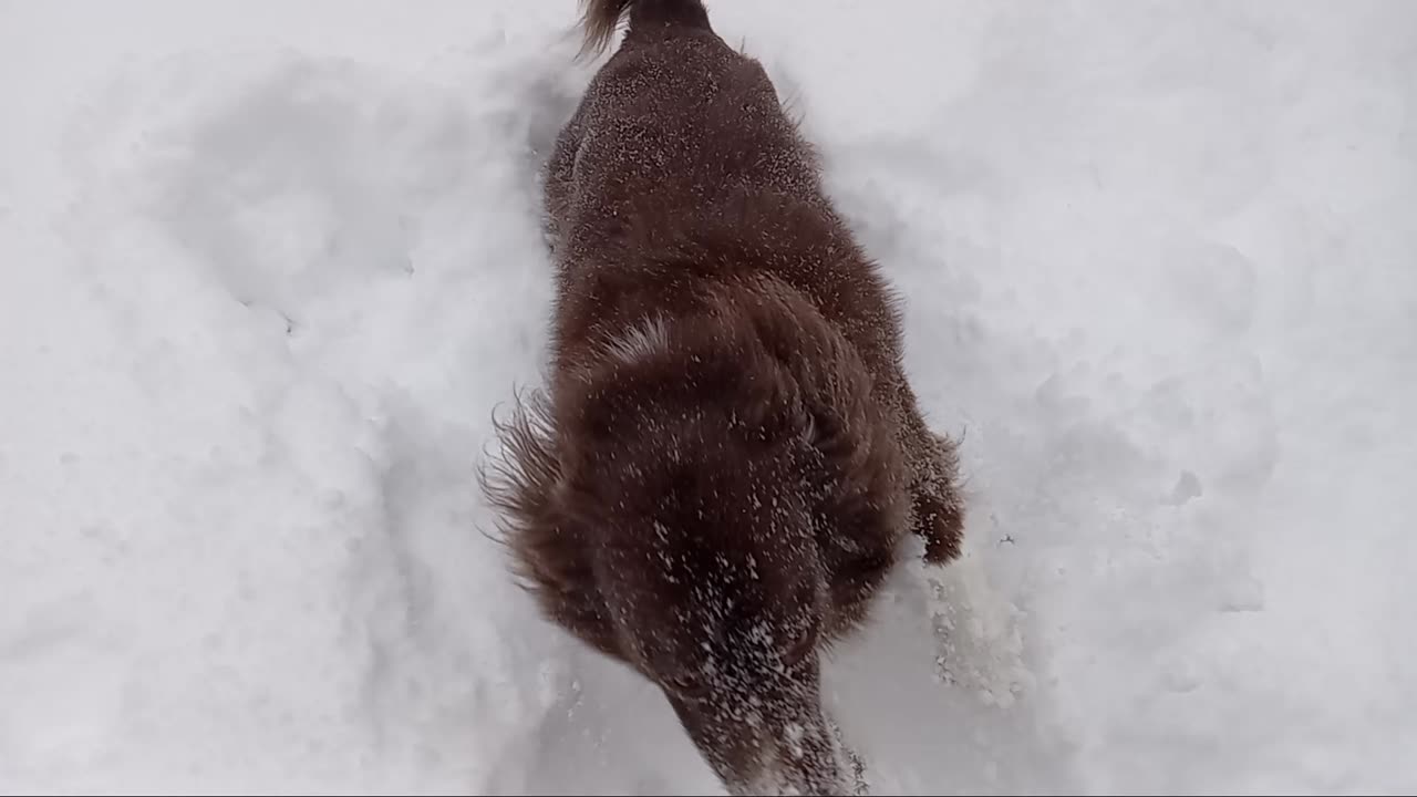 Snow Puppy