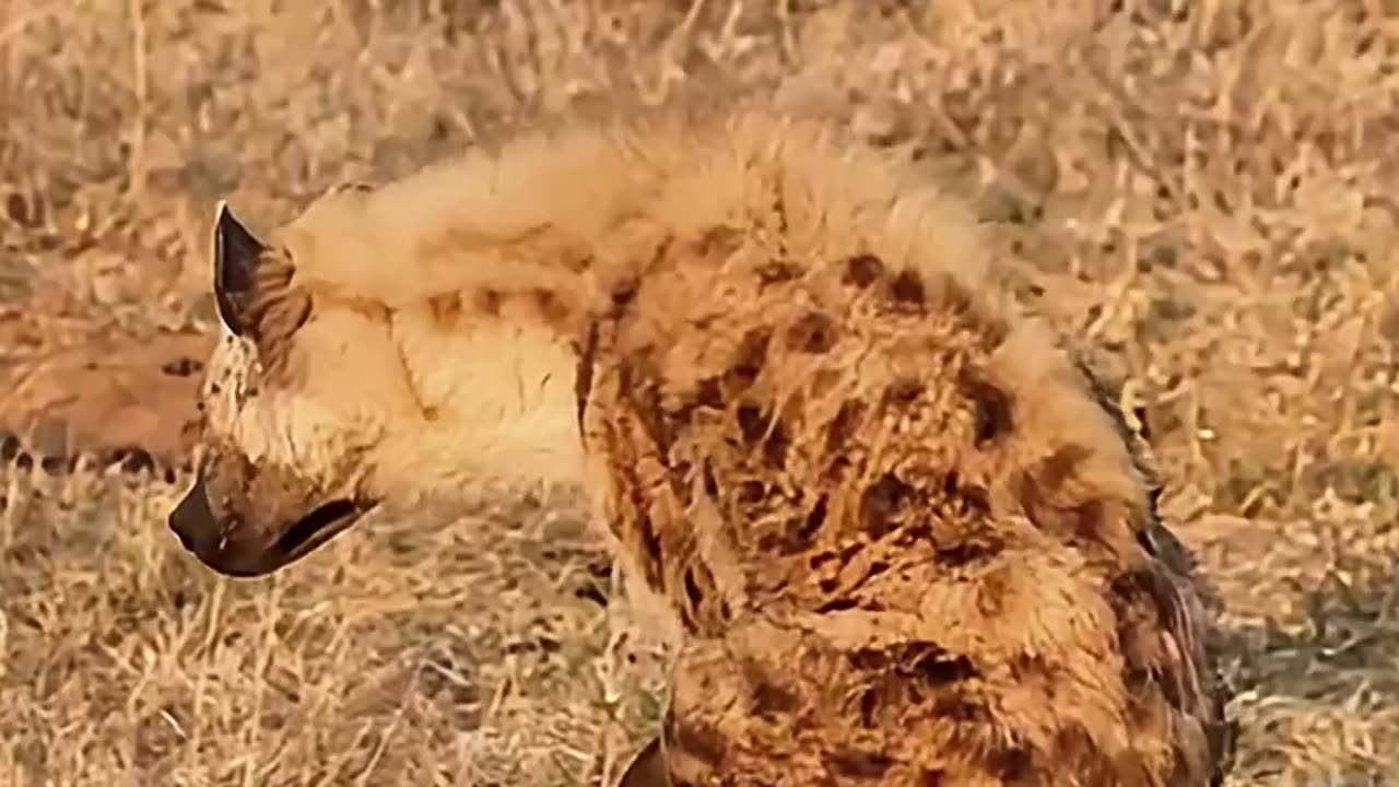 Miraculous Hyena Recovery: From Paralysis to Walking Again