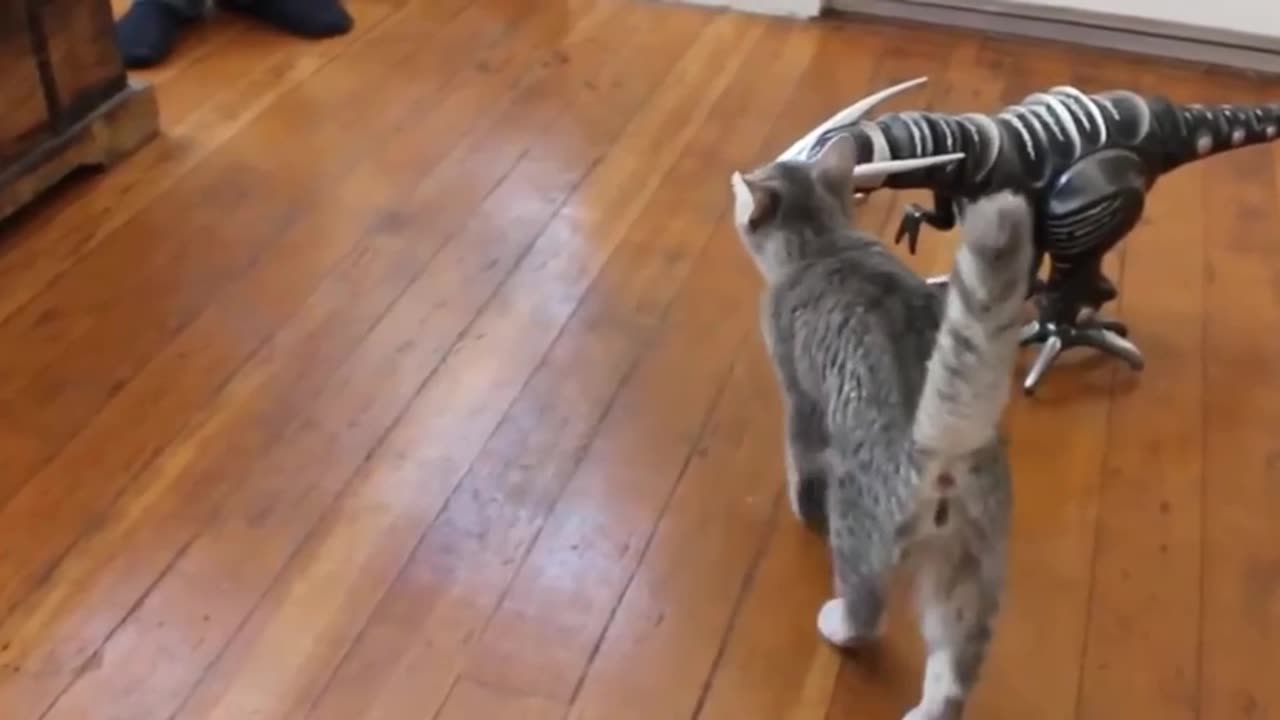 Funny cats | Compilation #3