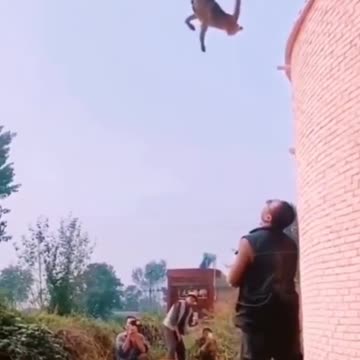 Dog enables Superjump
