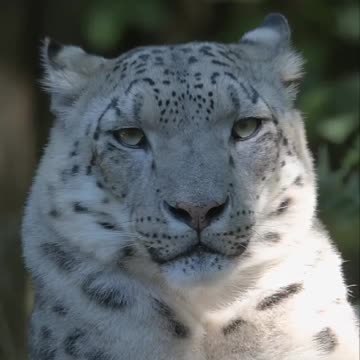 ❄️SNOW🐆LEOPARD