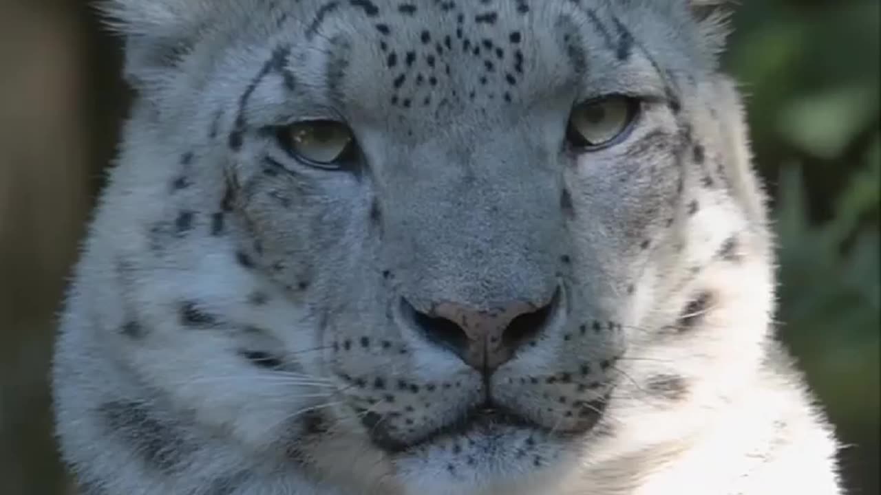 ❄️SNOW🐆LEOPARD