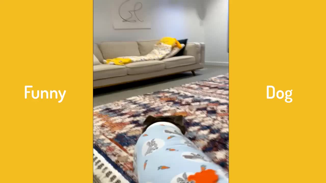 Cute TikTok Pets that Will Cheer You Up when You're Sad 😍❤️️