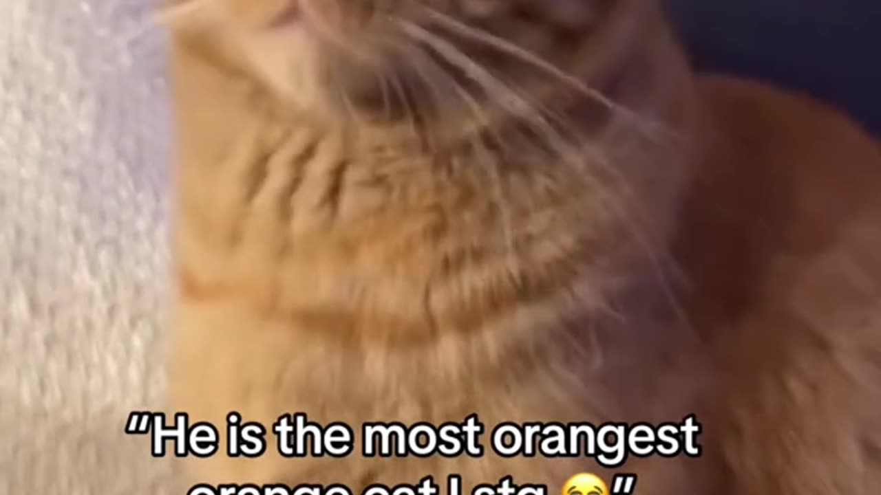 | Orange cat behavior! Funny cat videos