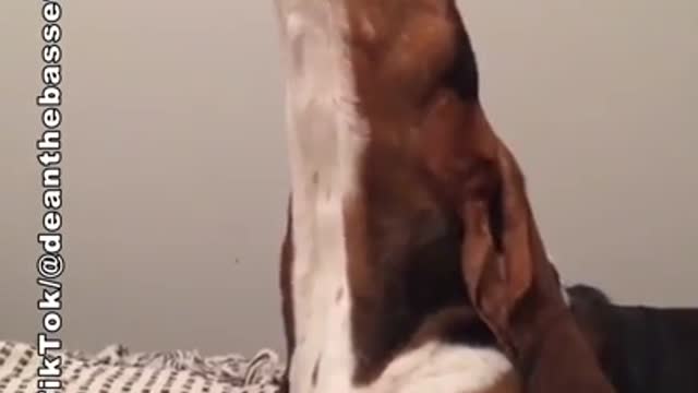 PROOF Dogs Are The Most Dramatic Animals | Funny dogs will make you laugh | Doggo Love