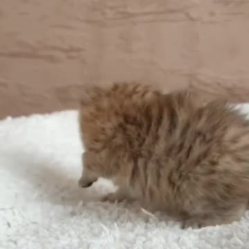 OMG So Cute Cat Video ❤ #cat #shorts