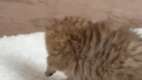 OMG So Cute Cat Video ❤ #cat #shorts