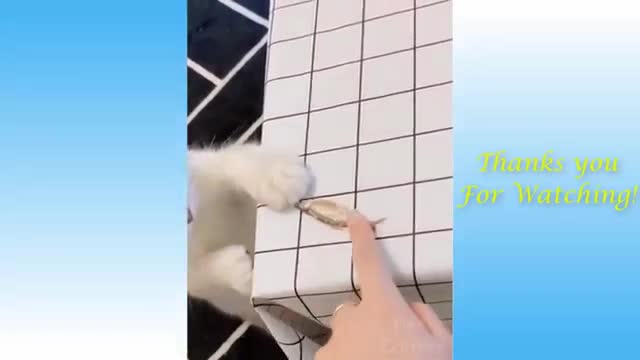 Funny cats and dogs😂❤🐈