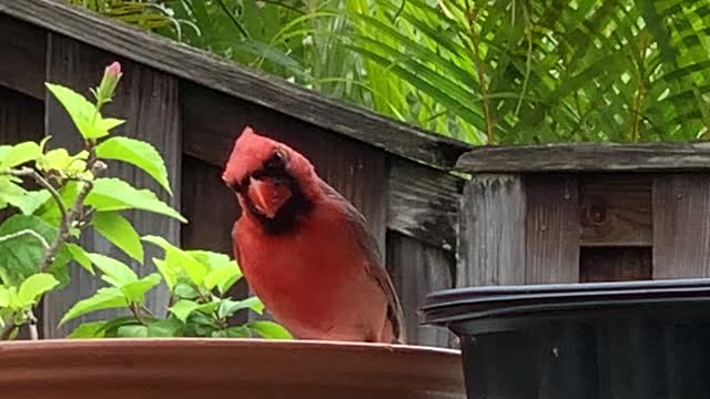 Daddy-O Northern Cardinal part 2