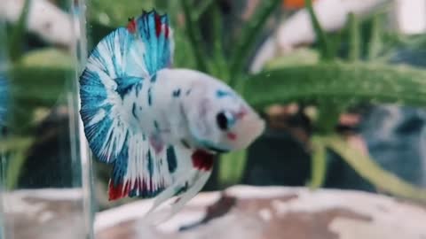 Betta fish